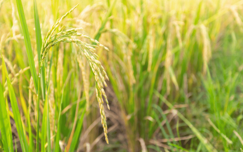 As 8 principais doenças do arroz e como manejar!