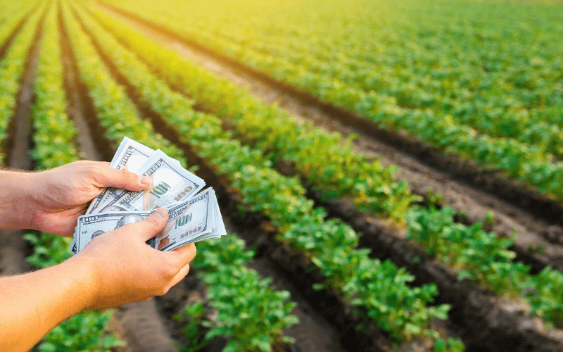 Custo de produção agrícola: o que é e como calcular?