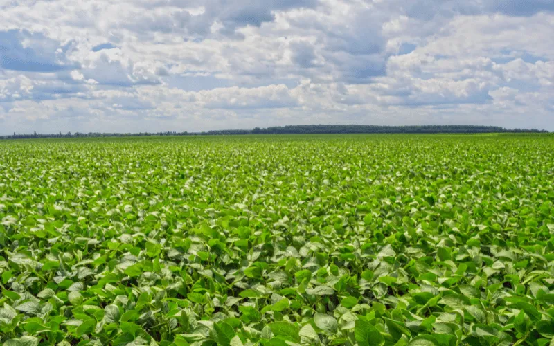 Inoculante em Soja