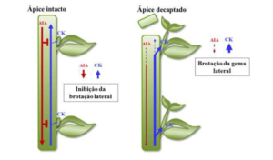Interação entre a auxina (AIA) e citocinina (CK) na planta