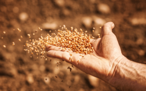 Conheça os principais moinhos de grãos e suas funcionalidades! 