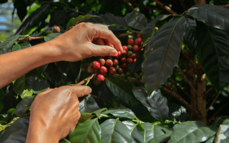 
Mancha aureolada: veja seus danos e diagnostico na cultura de café!
