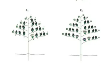 Estagio de Florescimento do Algodão