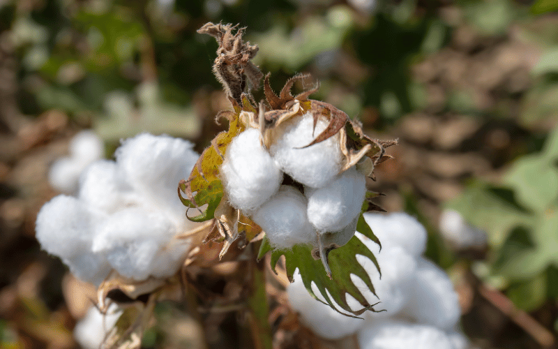 Entenda tudo sobre a fenologia do algodão!
