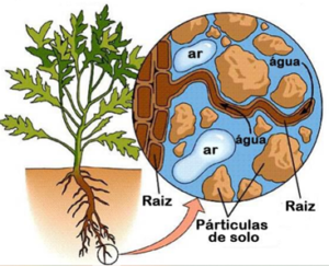 Porosidade nas plantas