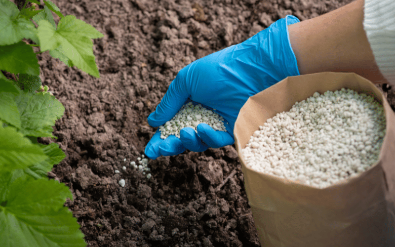 Superfosfato simples: saiba sobre o fertilizante!