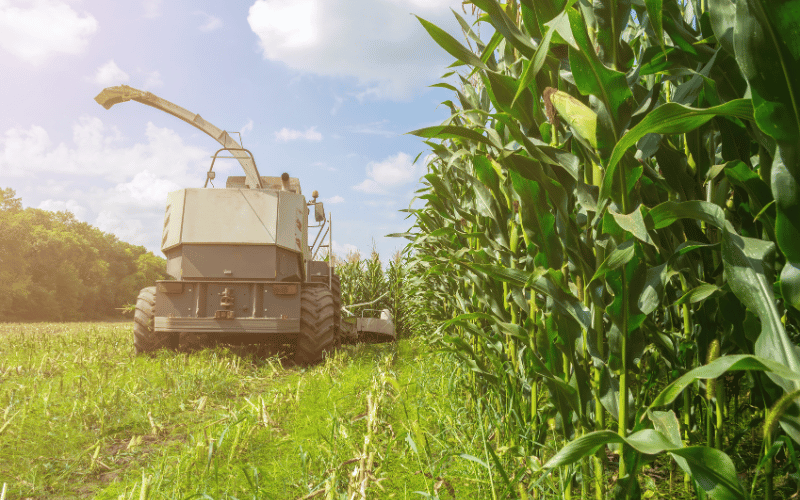 Saiba tudo sobre a produção de silagem de milho por hectare!