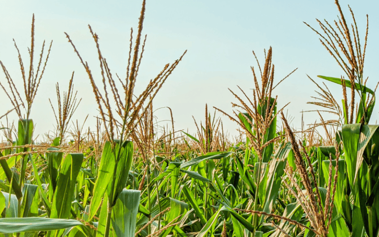 Pendão de milho: tudo o que você precisa saber! - AgroPós