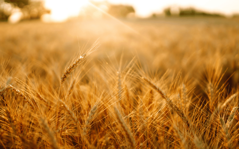 Brusone do trigo: aprenda a manejar essa doença!