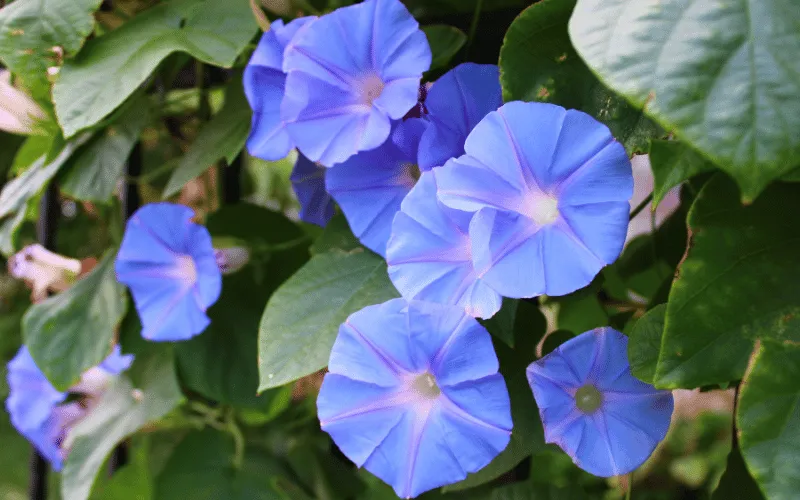 Corda de viola: saiba tudo sobre essa planta!