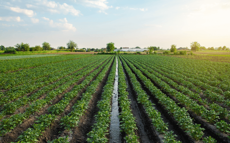 A importância da drenagem do solo na agricultura!