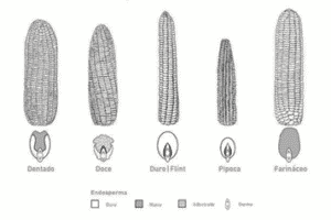 Classificação do milho