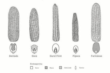 Classificação do milho