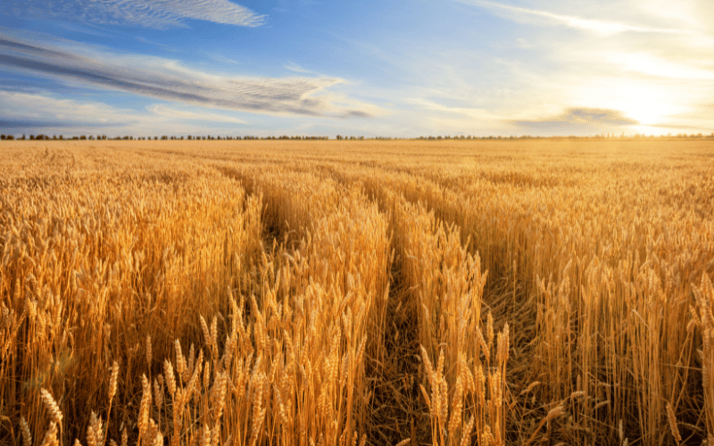 Plantação de trigo: 6 dicas para um plantio de sucesso!