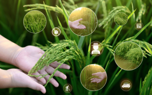 Agricultura regenerativa: entenda a importância!