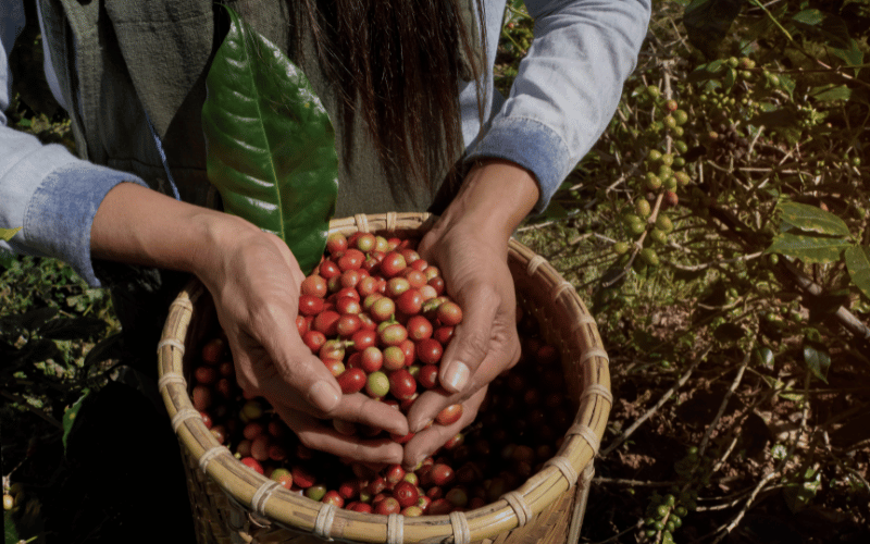 Veja o ciclo do café e produção brasileira atual!