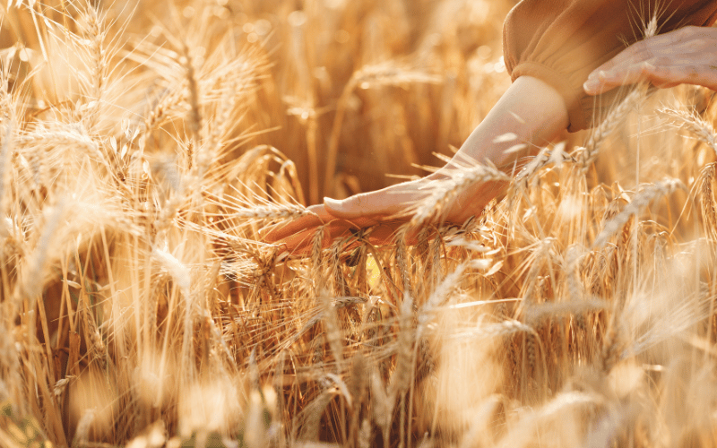 Qual é o maior produtor de trigo do mundo? Conheça agora!