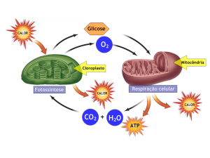 Respiração celular e fotossíntese
