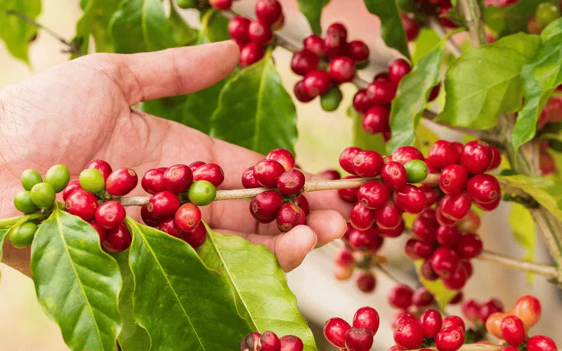 O mercado do café: da planta à xícara!