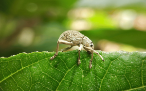 Gorgulho: pequenos insetos, grandes mistérios!