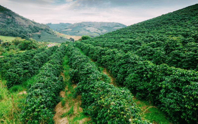 Plantação de café: tradição e sustentabilidade!