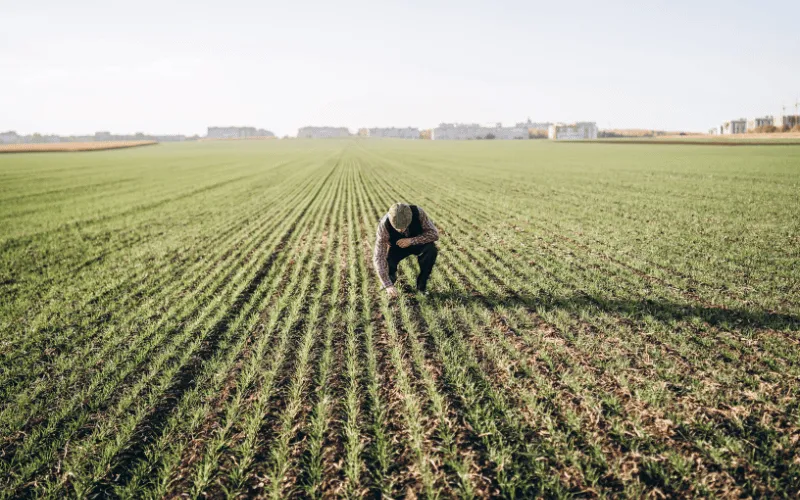 O que é agricultura extensiva? Cultivando sustentabilidade e produtividade!