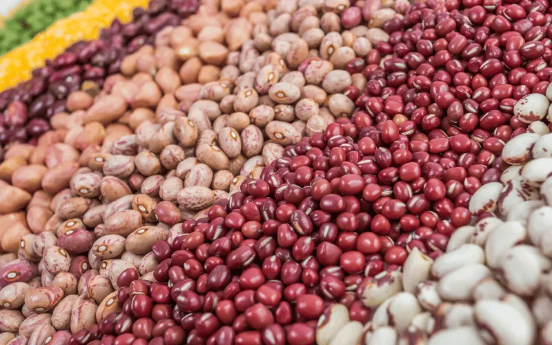 Benefícios do feijão: cultivo sustentável e nutrientes!