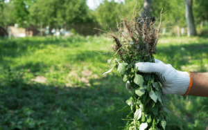 Ervas Daninhas: Identificação e Controle para uma Agricultura Sustentável!